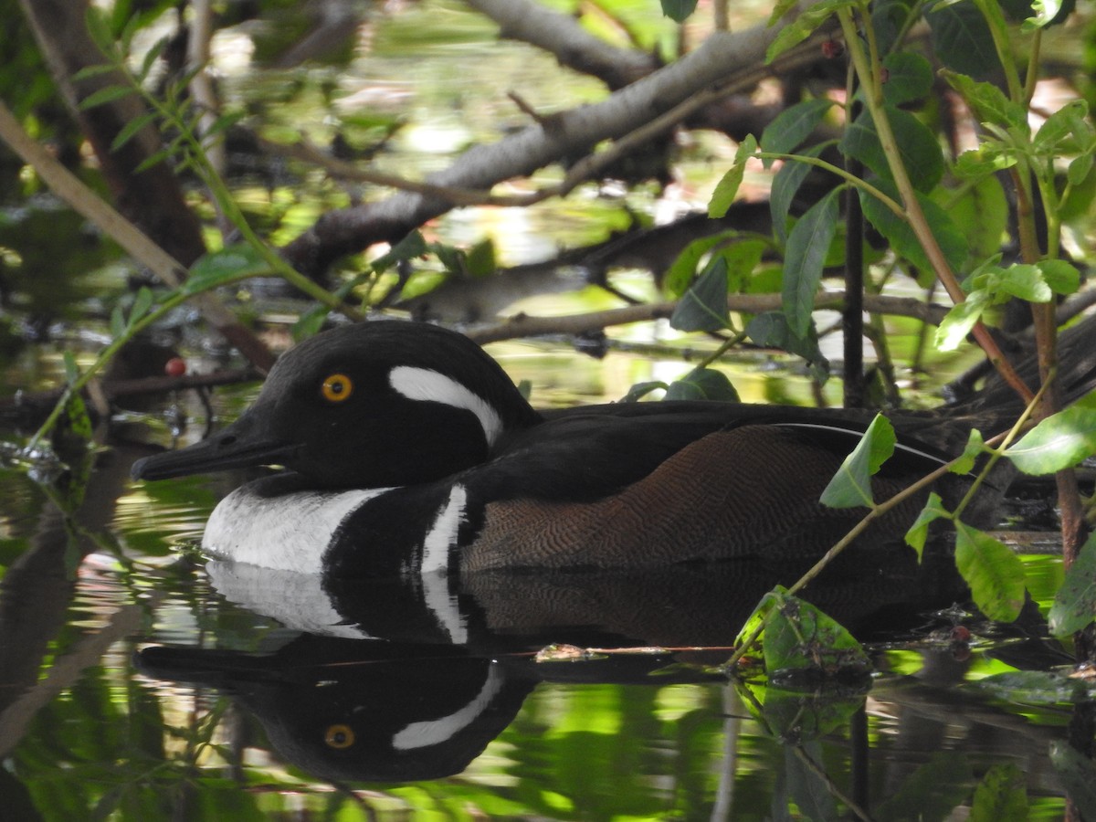 Hooded Merganser - ML546617051