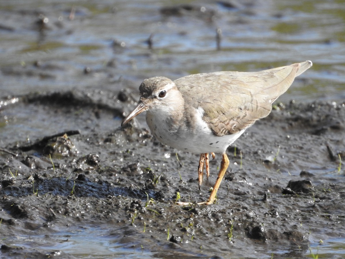 Spotted Sandpiper - ML546617231