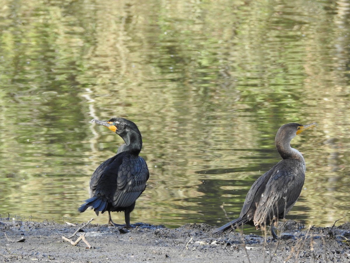 Double-crested Cormorant - ML546617311