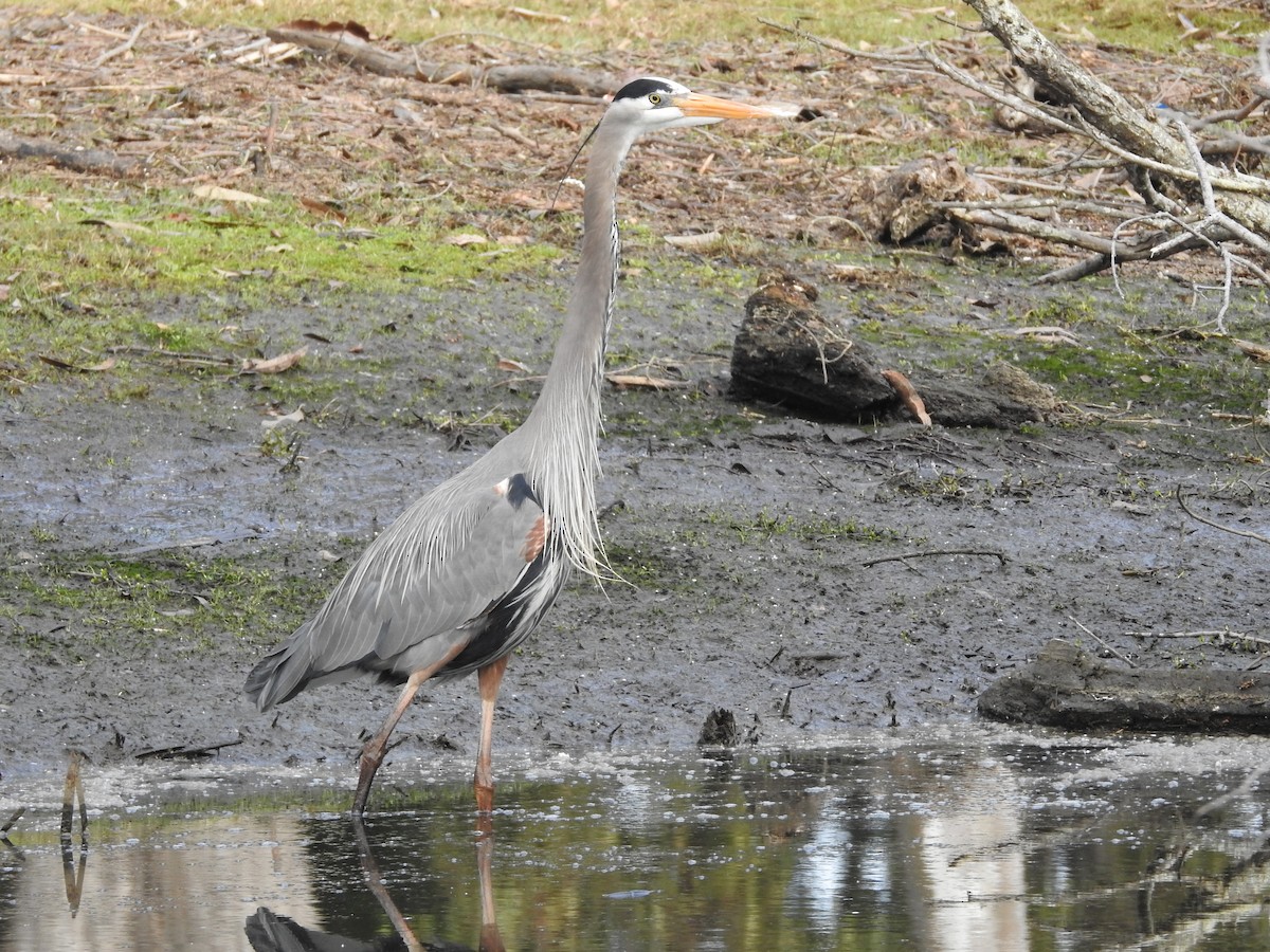 Great Blue Heron - ML546617341