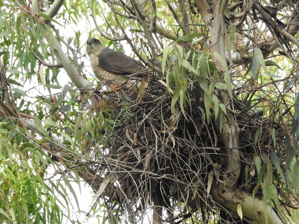 Cooper's Hawk - ML546617701