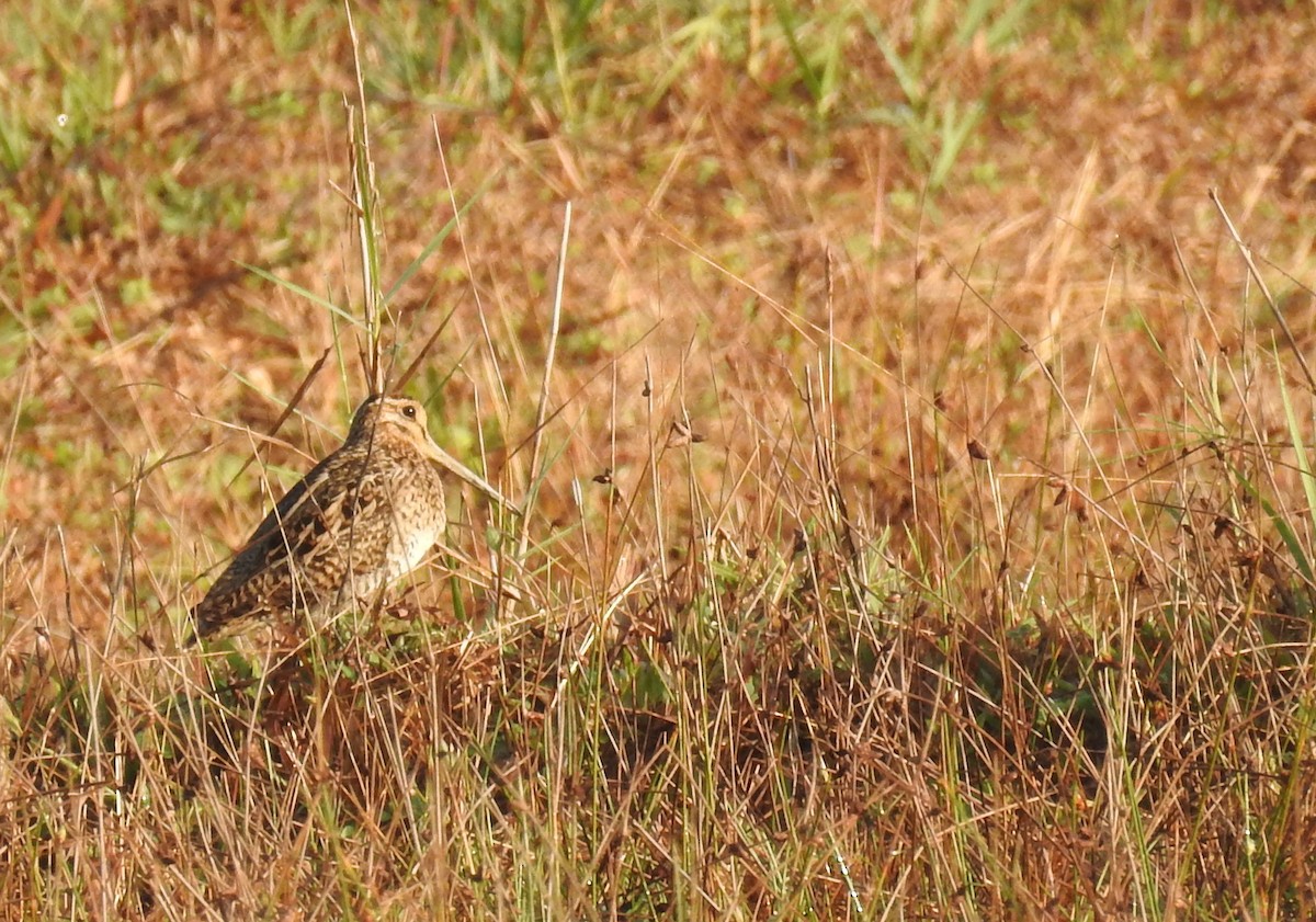 Gallinago, unbestimmt - ML54661771