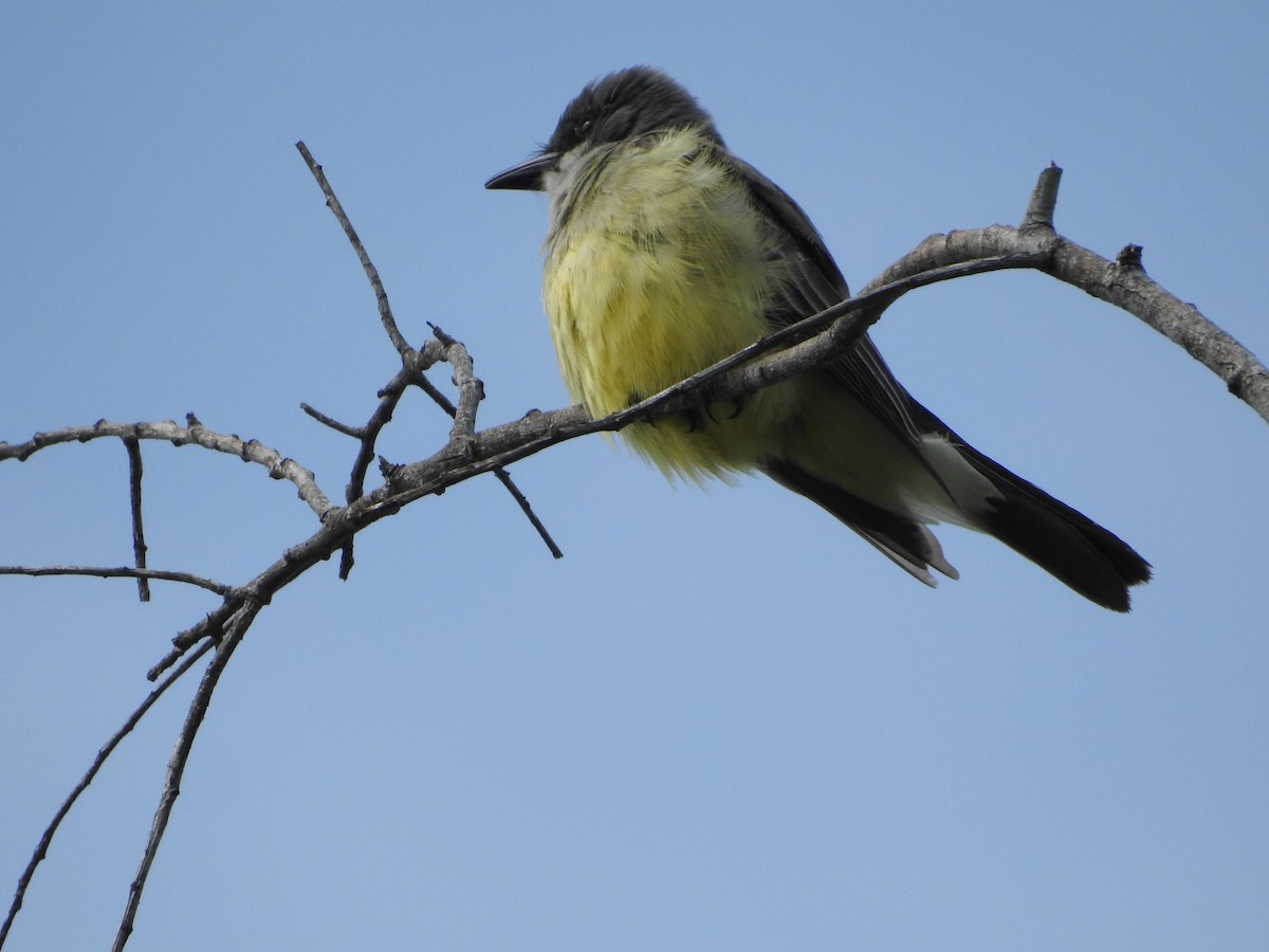 Cassin's Kingbird - ML546617871