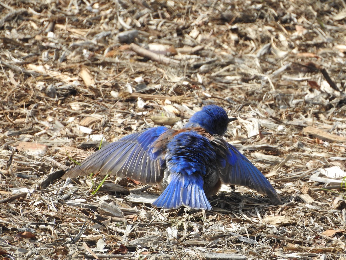 Western Bluebird - ML546618001