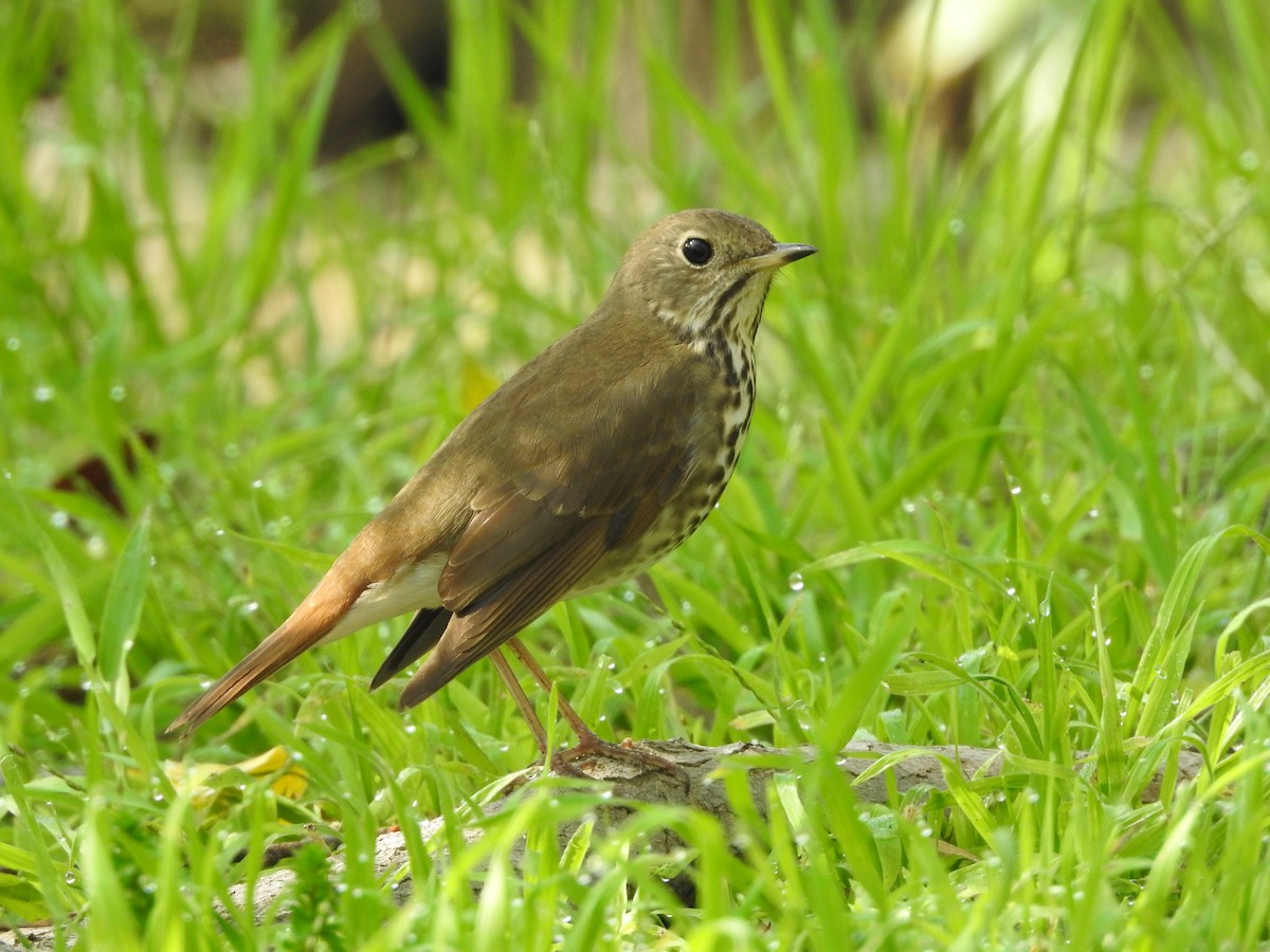 Hermit Thrush - ML546618051