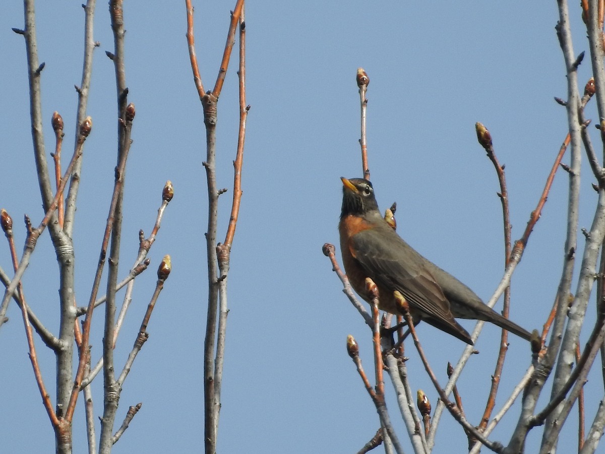 American Robin - ML546618091