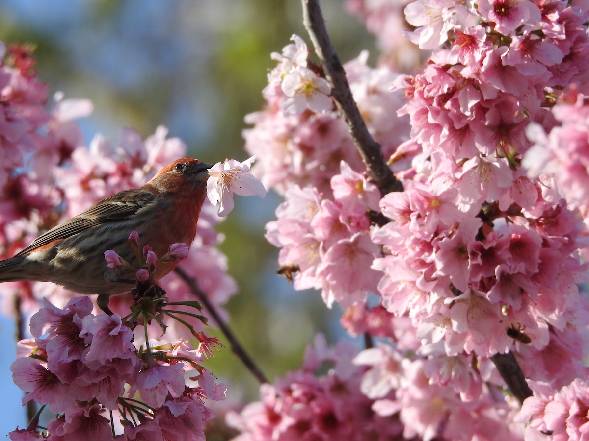 House Finch - ML546618221