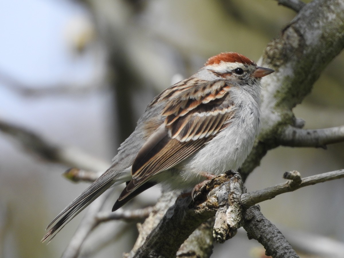 Chipping Sparrow - ML546618341
