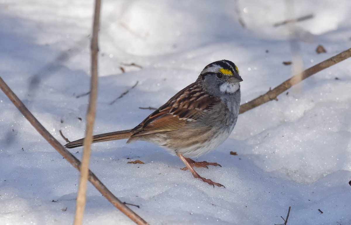 White-throated Sparrow - ML546618491