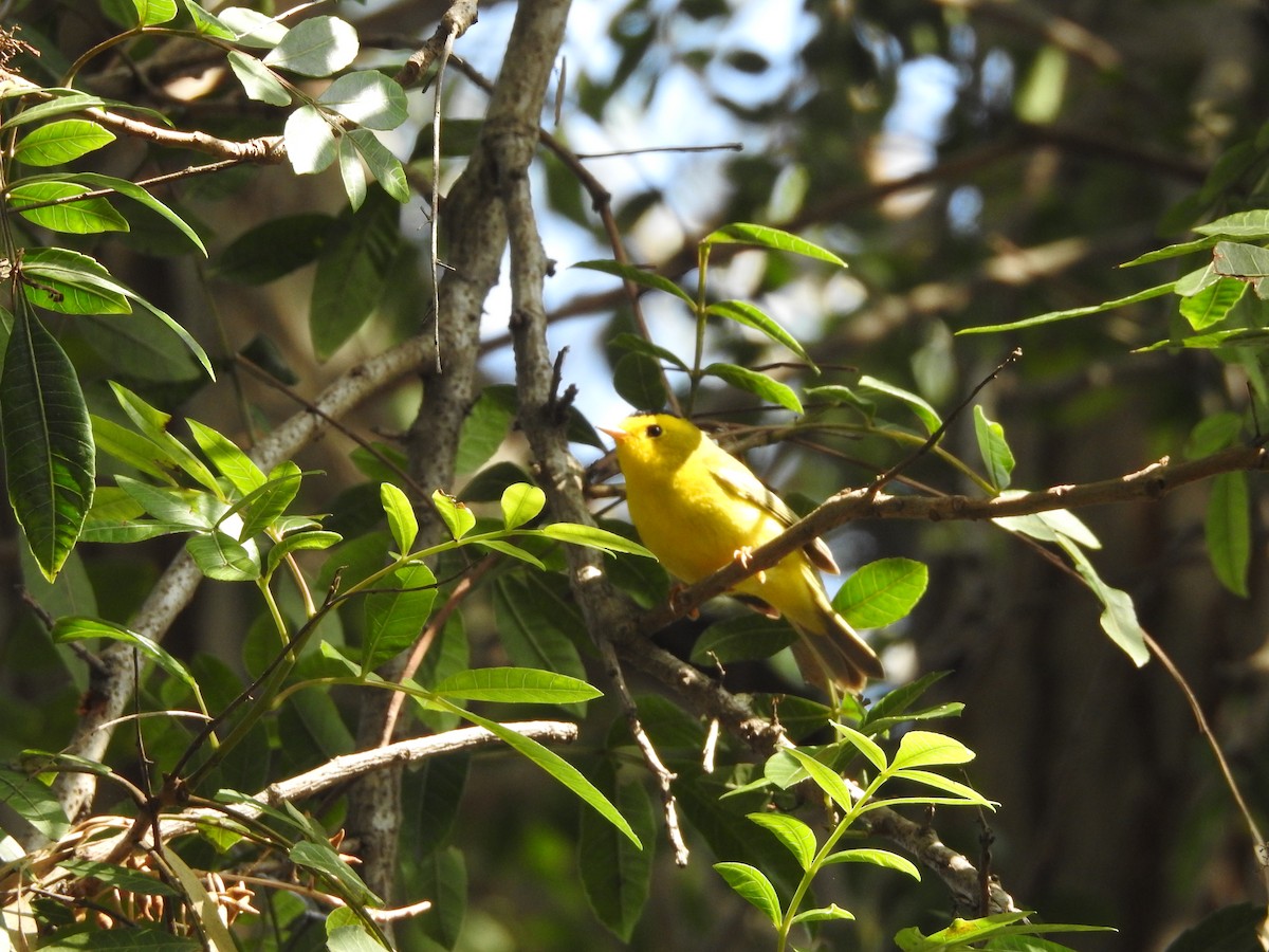 Wilson's Warbler - ML546619201
