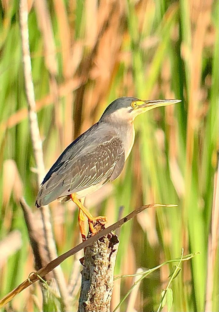 Striated Heron - ML546619511