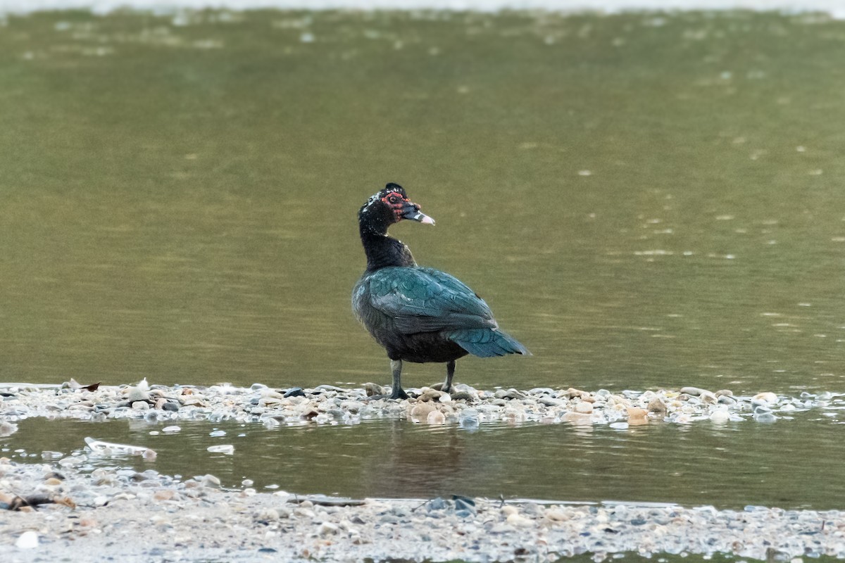 Canard musqué - ML546620121