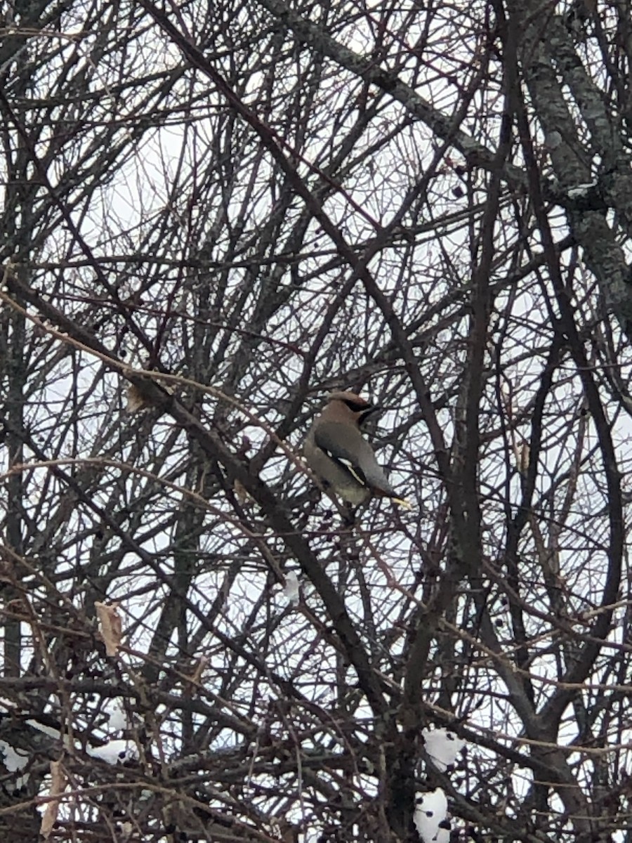 Bohemian Waxwing - ML546621261