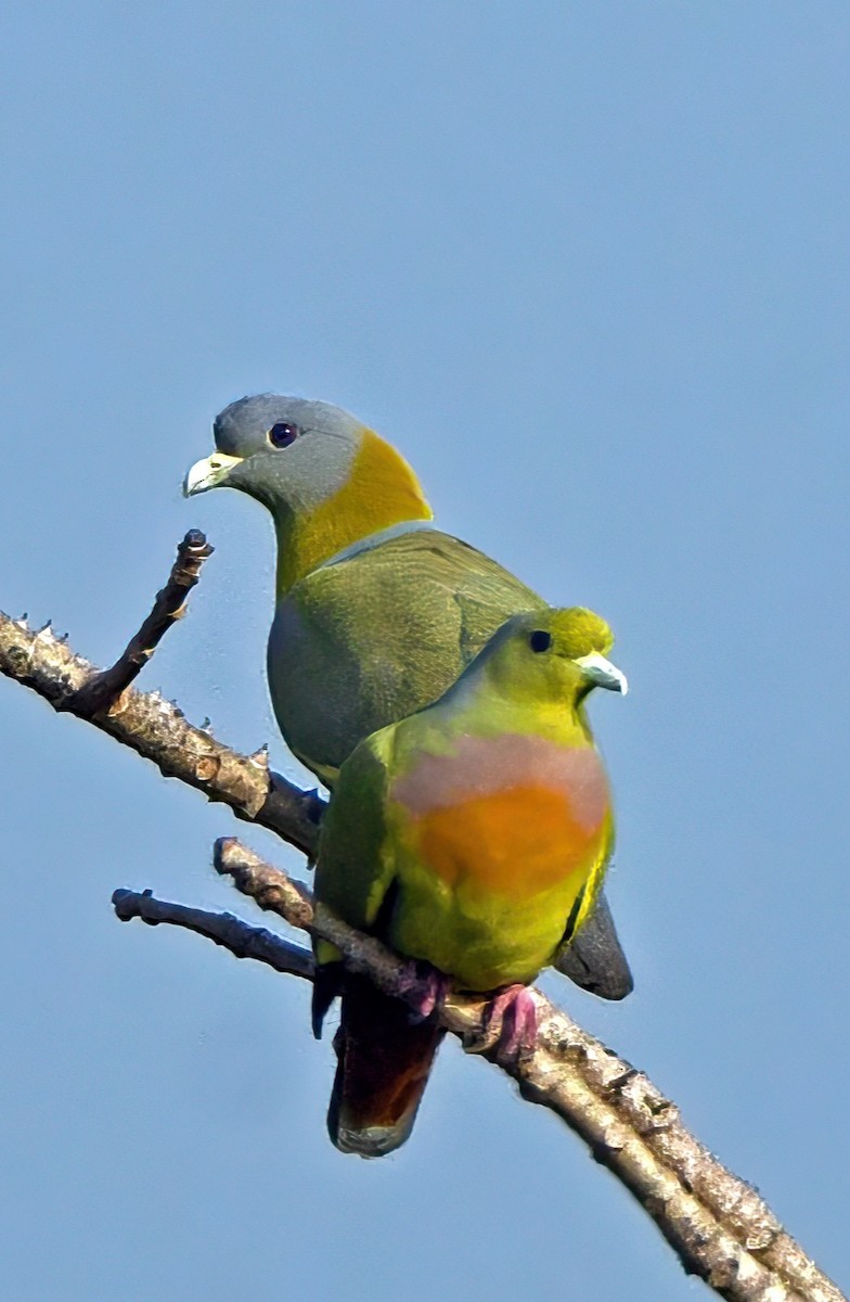 Orange-breasted Green-Pigeon - Prashanth Mohan B H