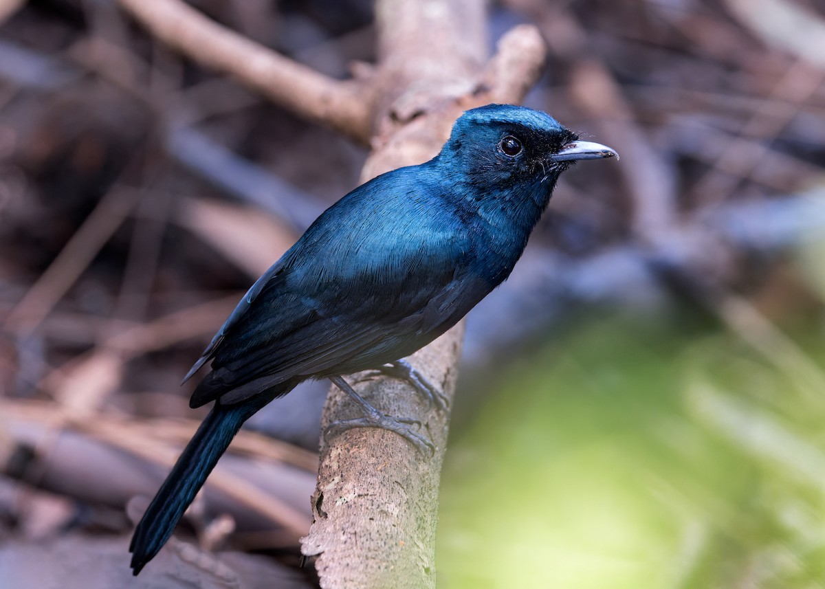 Shining Flycatcher - ML546622881