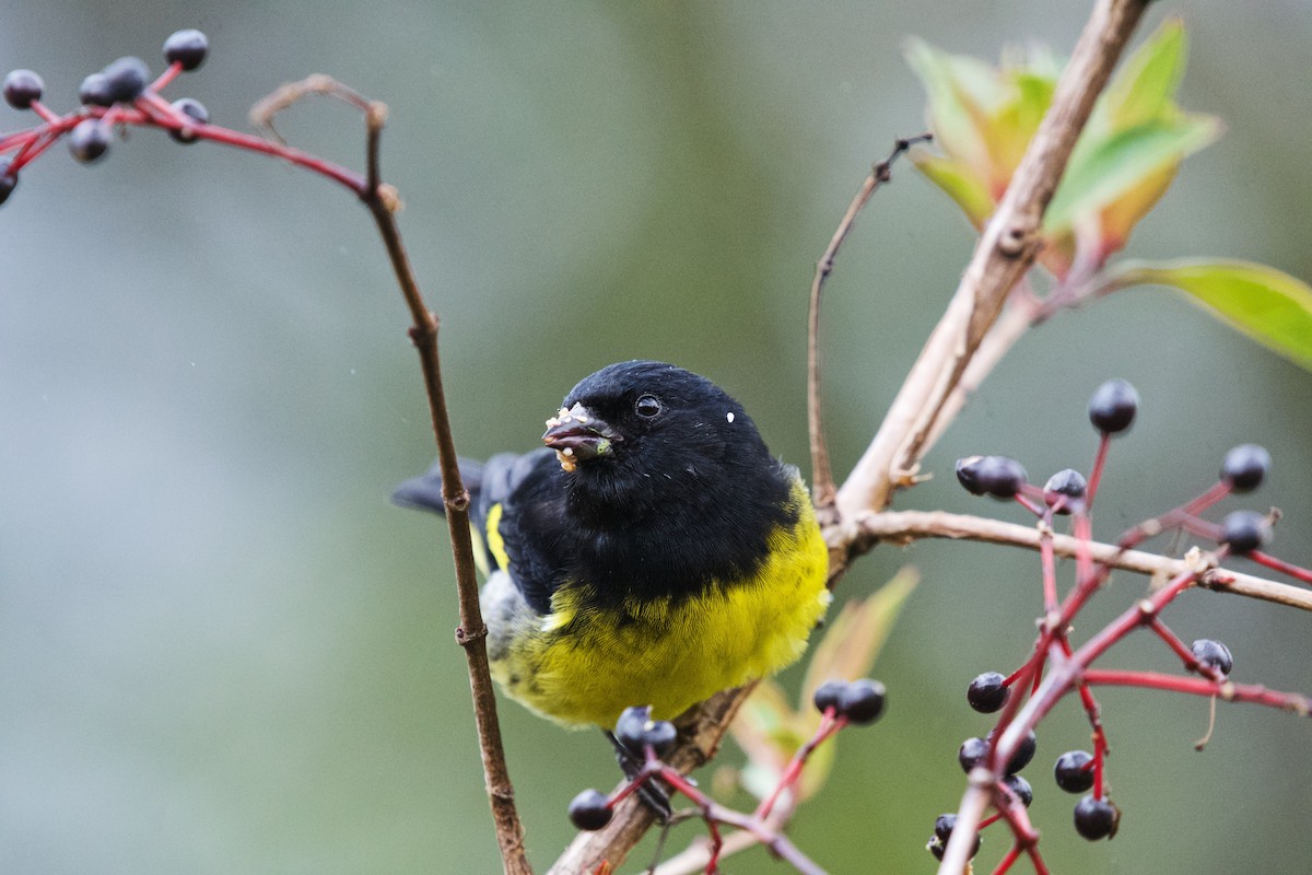 Yellow-bellied Siskin - ML546623331