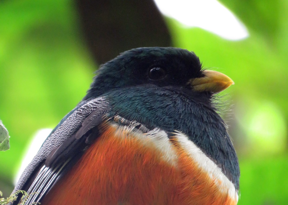 Collared Trogon (Orange-bellied) - Ken Burton