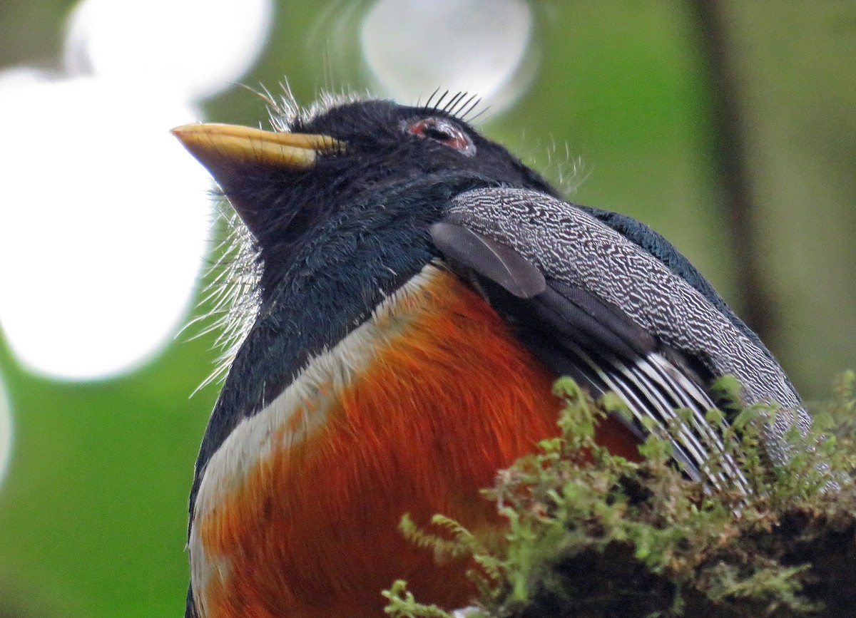 Halkalı Trogon (aurantiiventris/underwoodi) - ML546623441