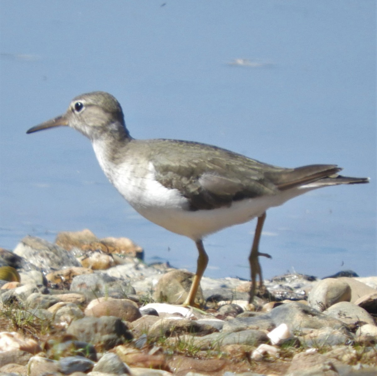 Spotted Sandpiper - ML546624141