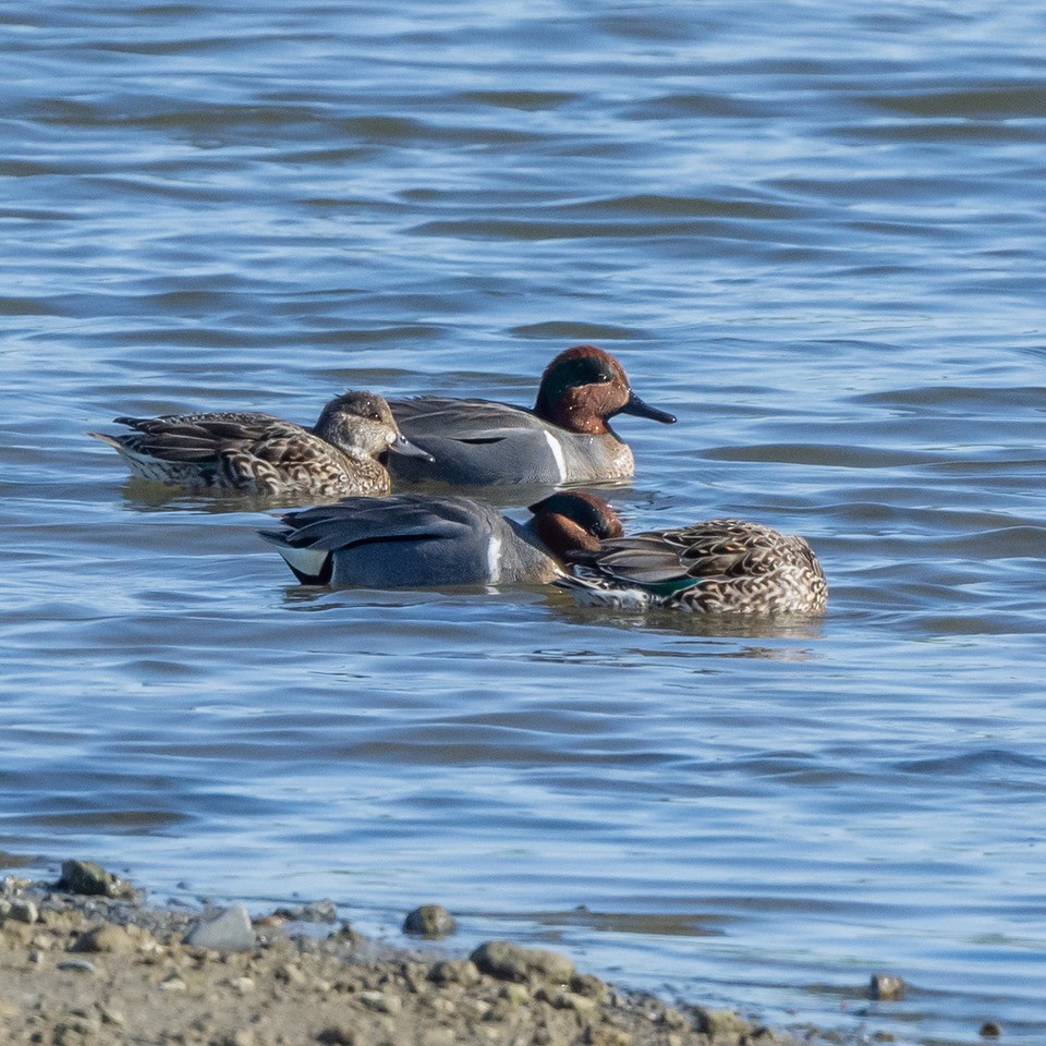 Green-winged Teal - ML546624191