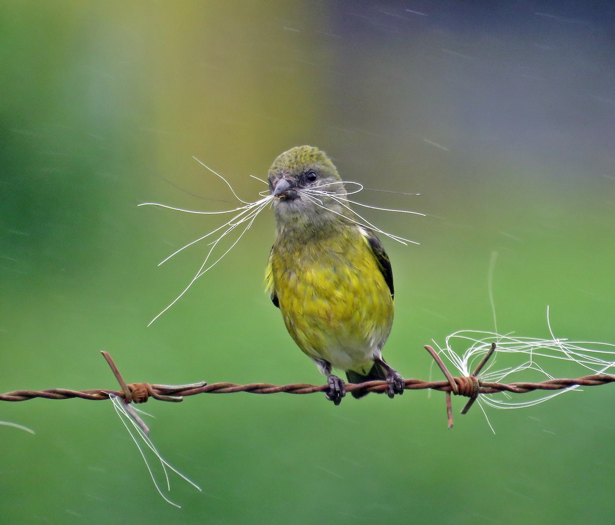 Yellow-bellied Siskin - ML546624491