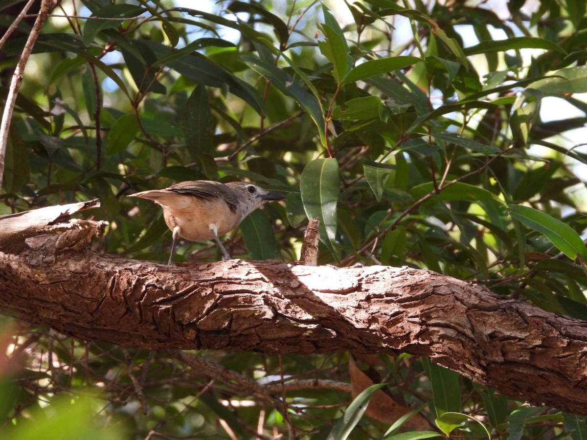 Arafura Shrikethrush - ML546625031