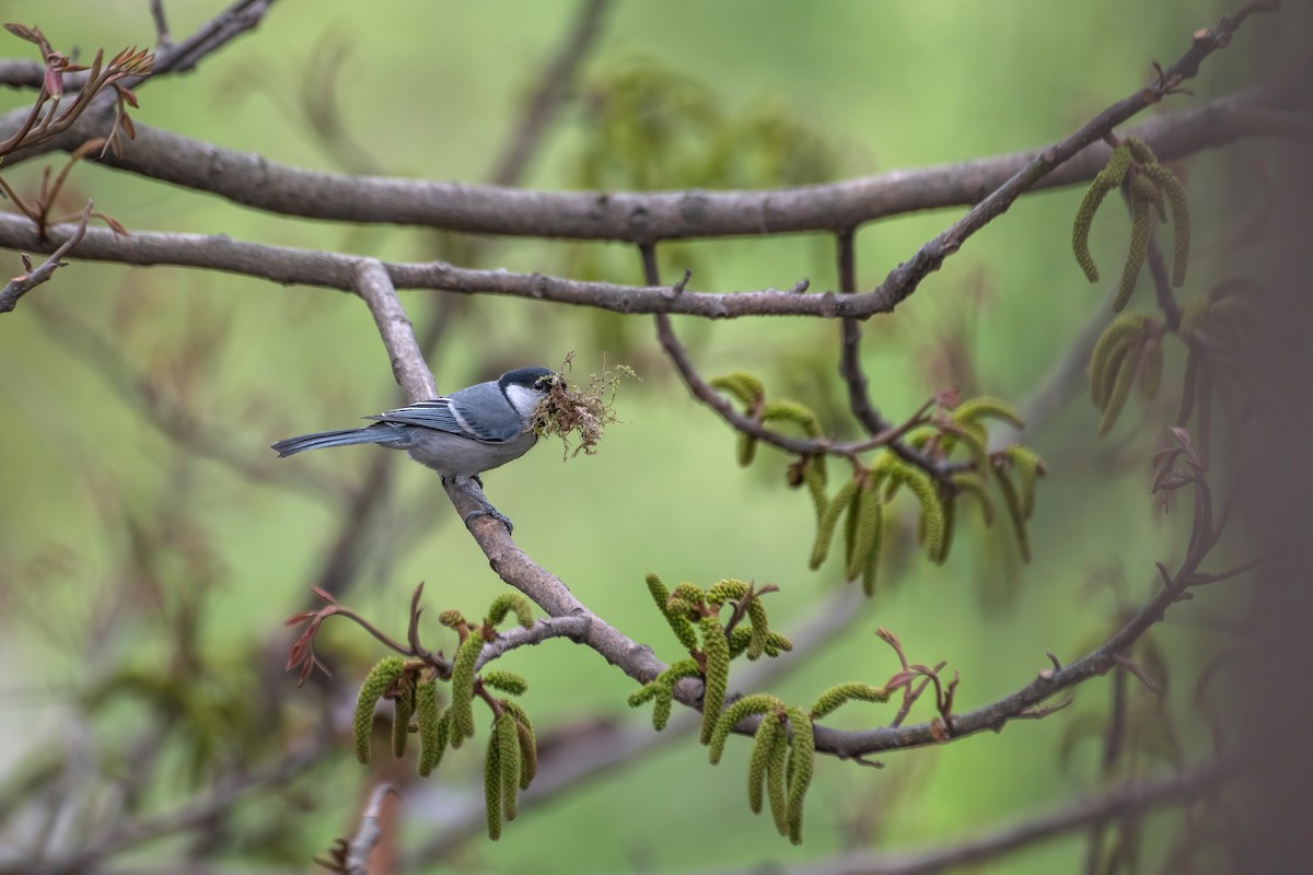 Asian Tit (Cinereous) - ML546625461