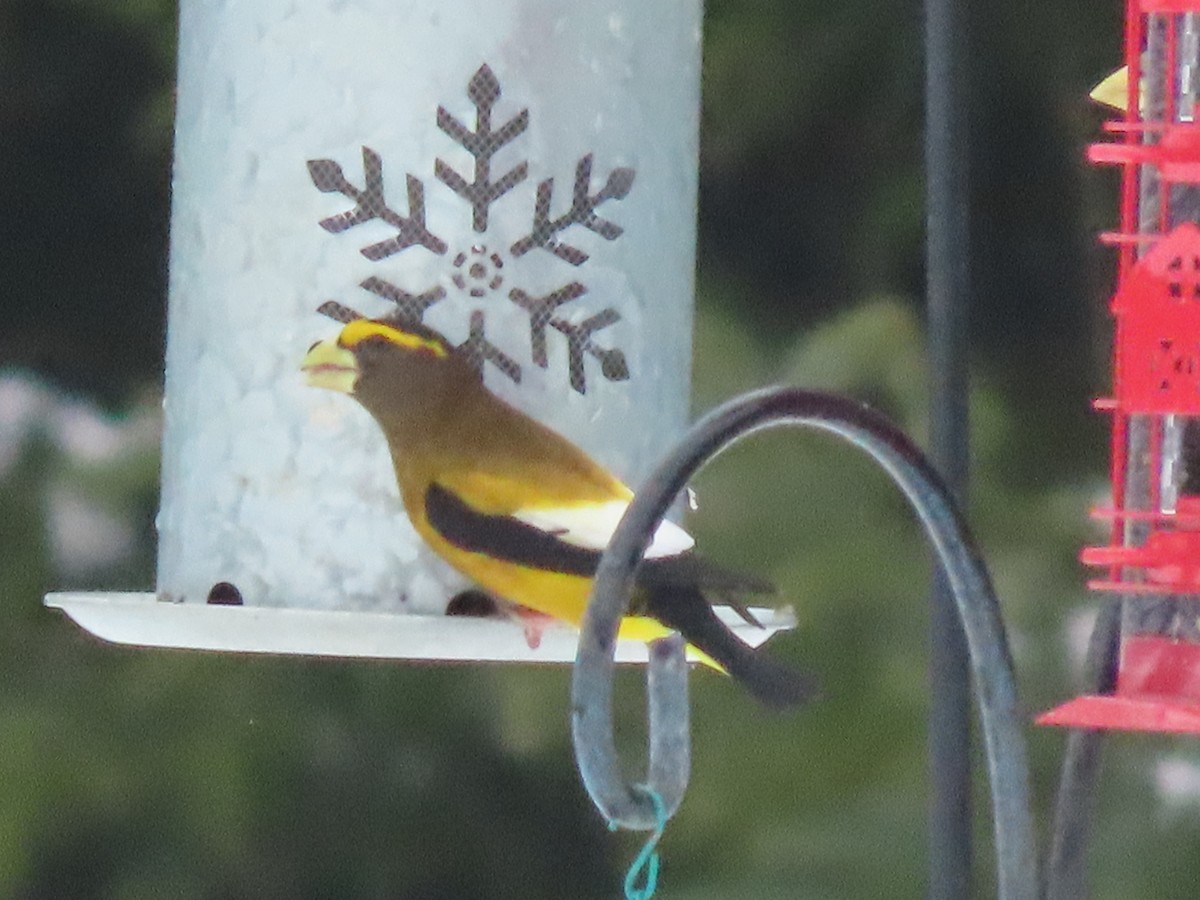 Evening Grosbeak - ML546625841