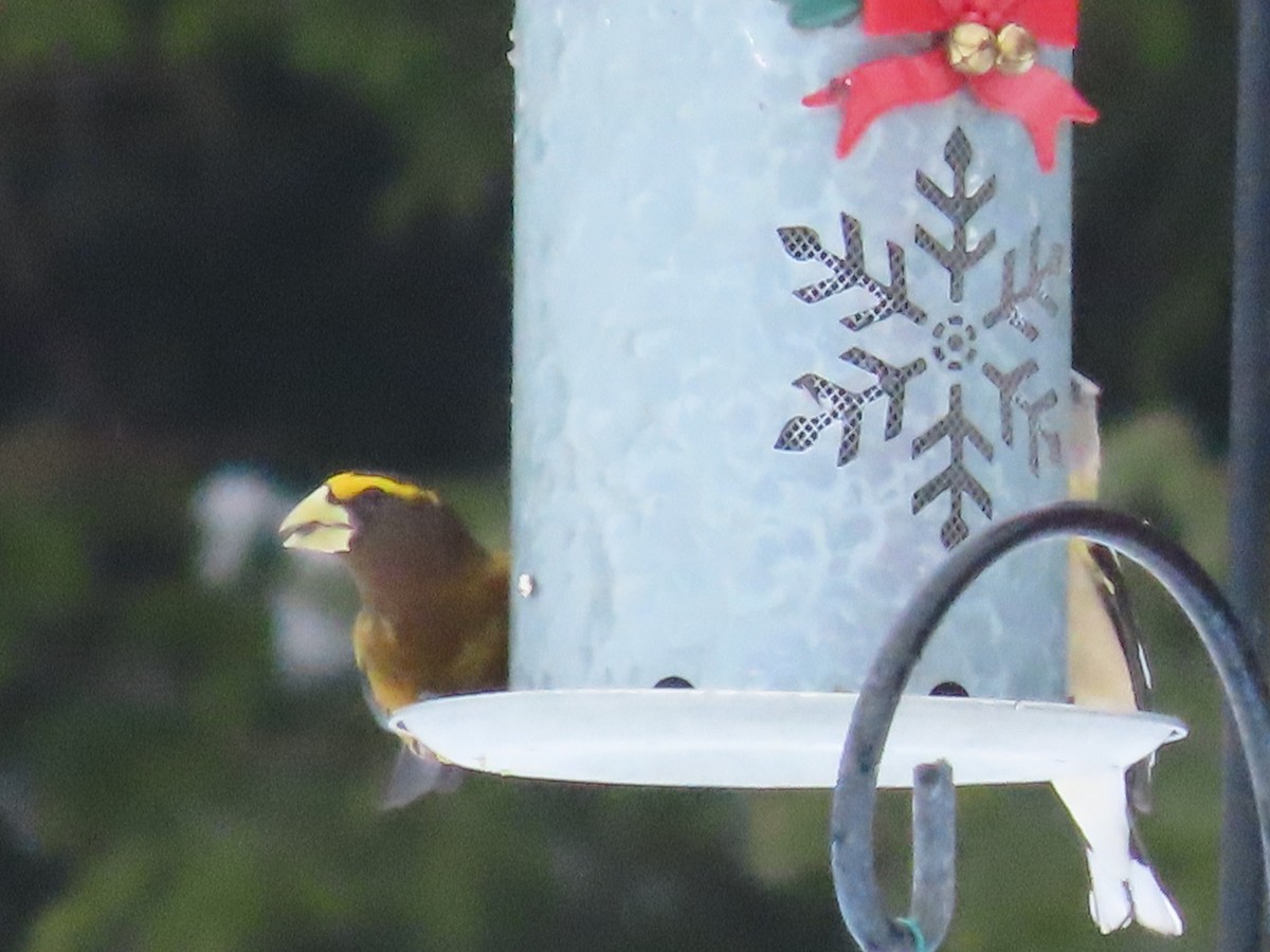 Evening Grosbeak - ML546625921