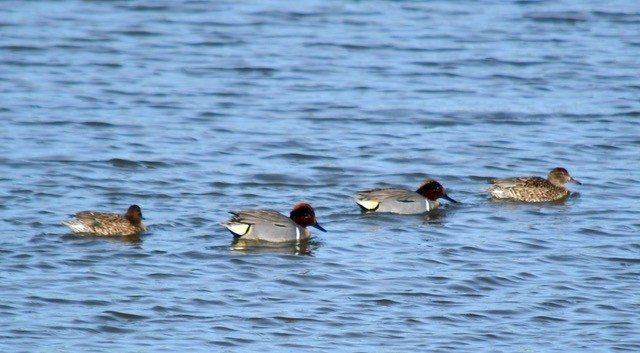 Green-winged Teal - ML546625991