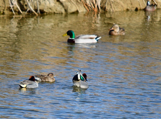 Green-winged Teal - ML546626001