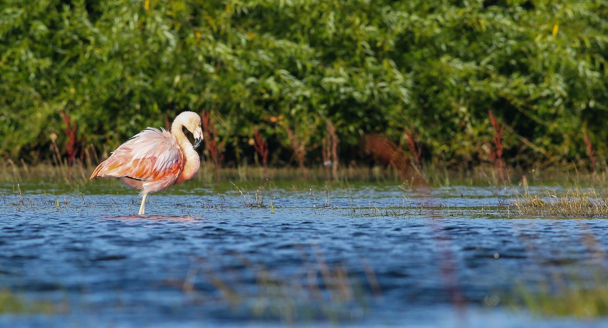 Chilean Flamingo - Angus Pritchard