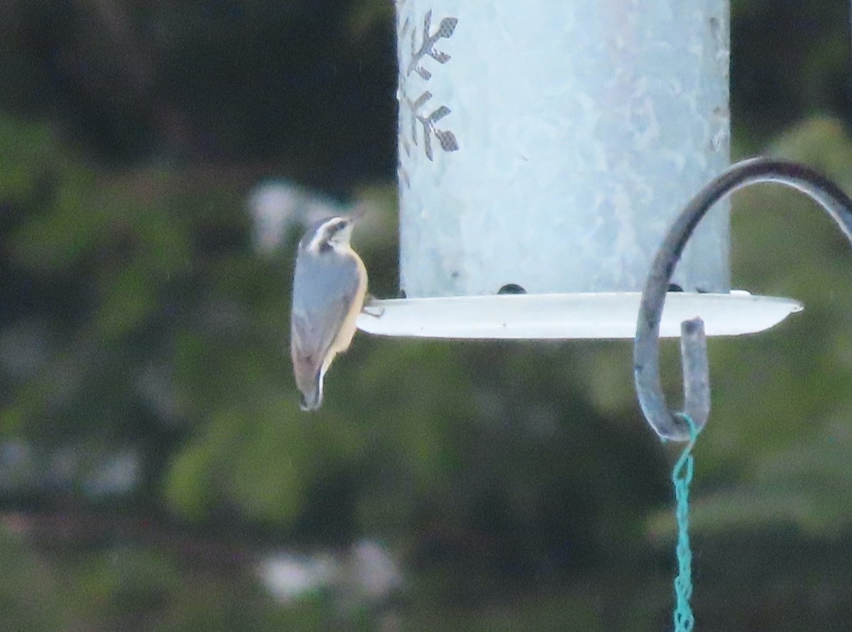 Red-breasted Nuthatch - ML546626541