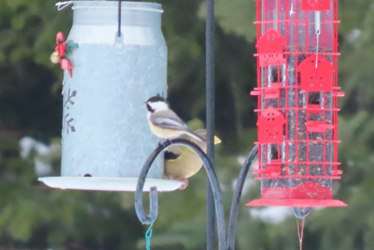 Black-capped Chickadee - ML546626691