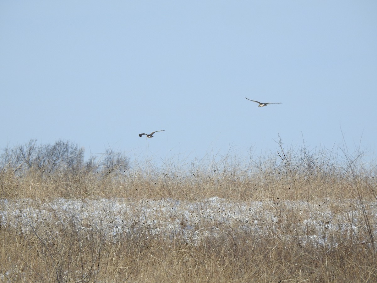 Northern Harrier - ML546626931