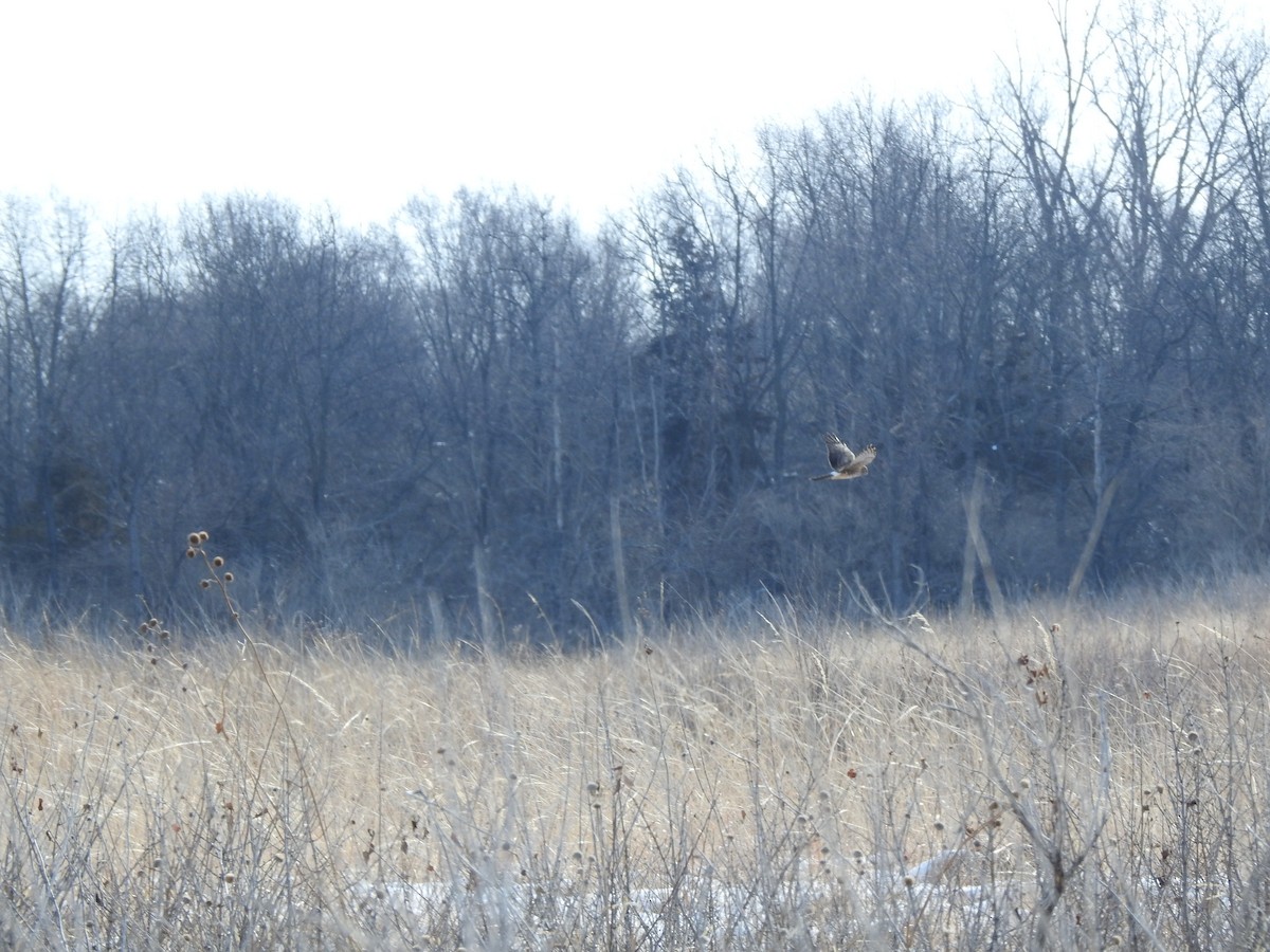 Northern Harrier - Clayton Will