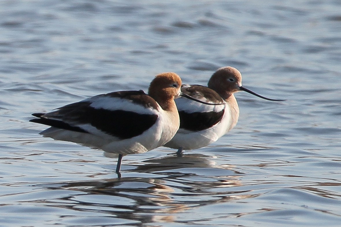 American Avocet - ML546627191