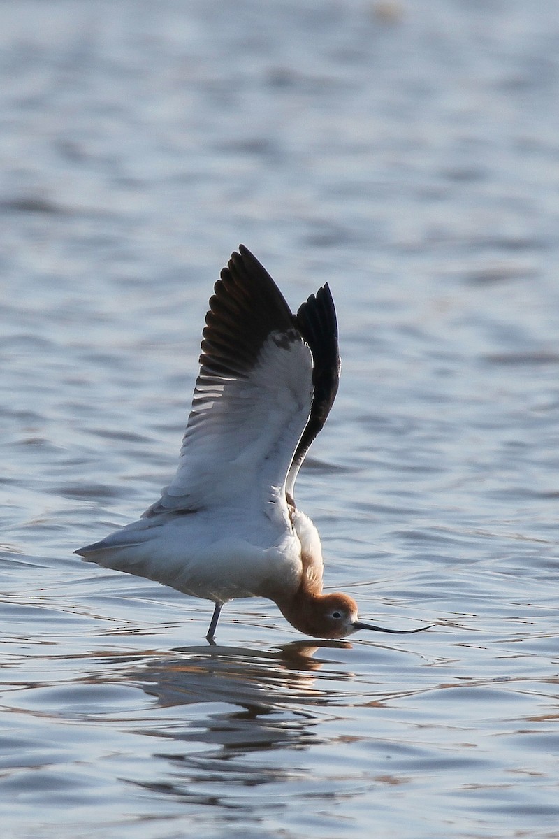 American Avocet - ML546627211