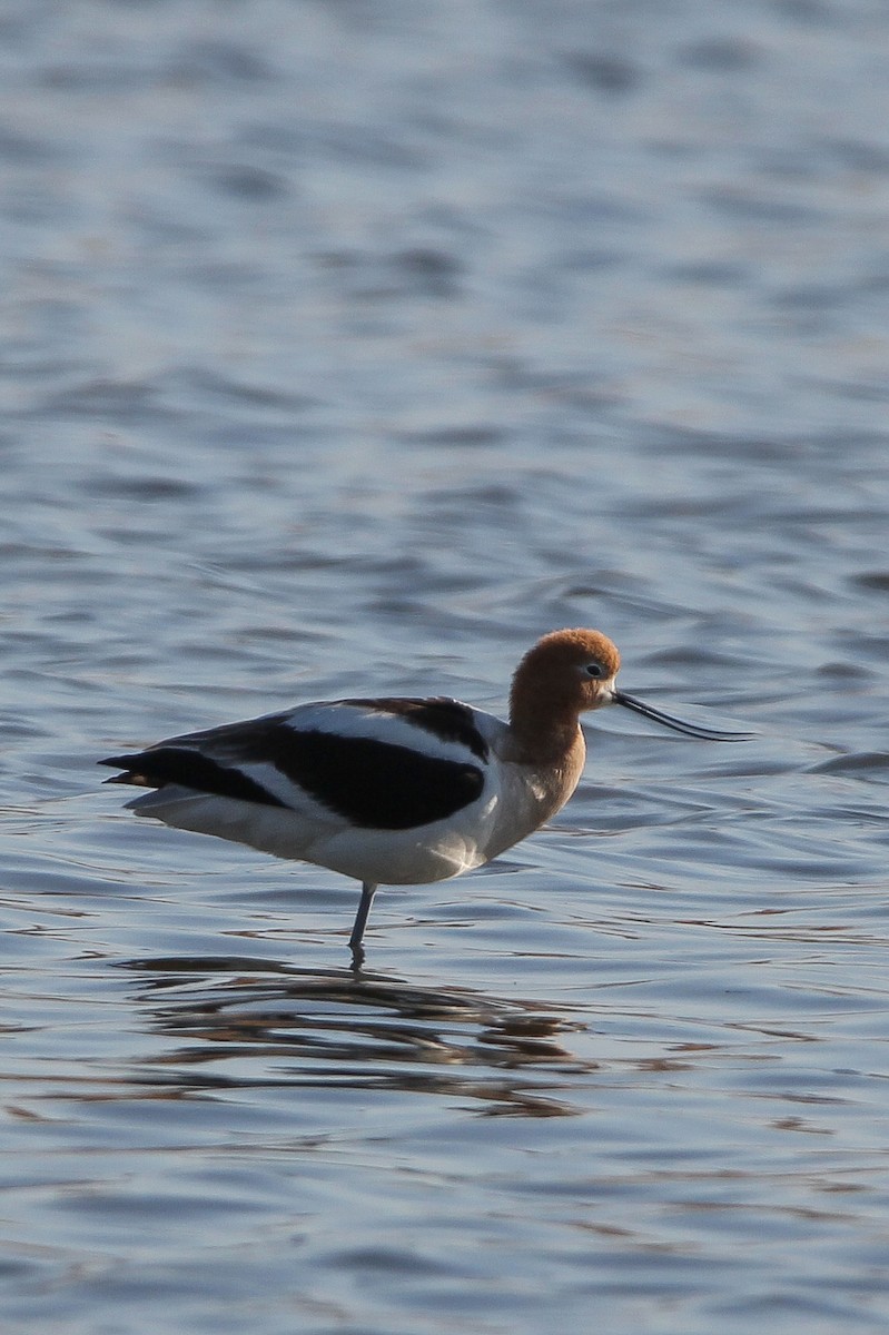 American Avocet - ML546627221