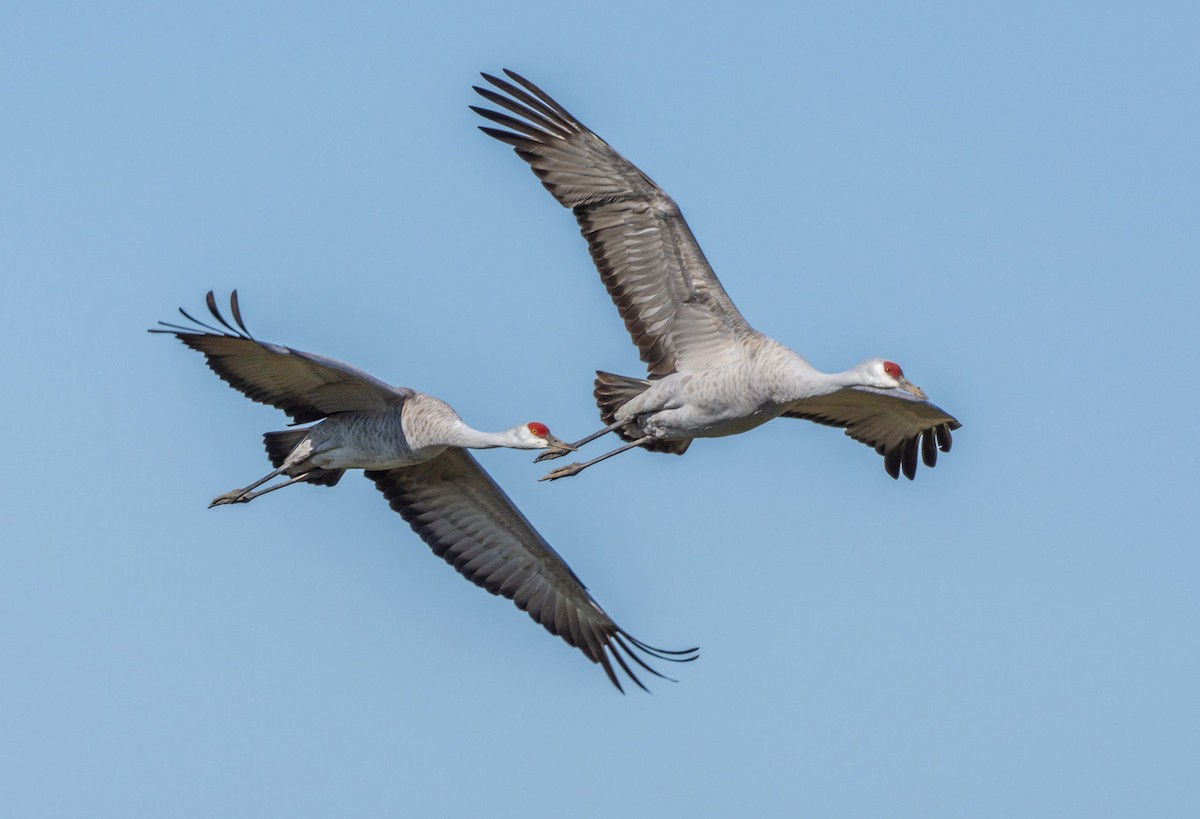 Sandhill Crane - ML546627401