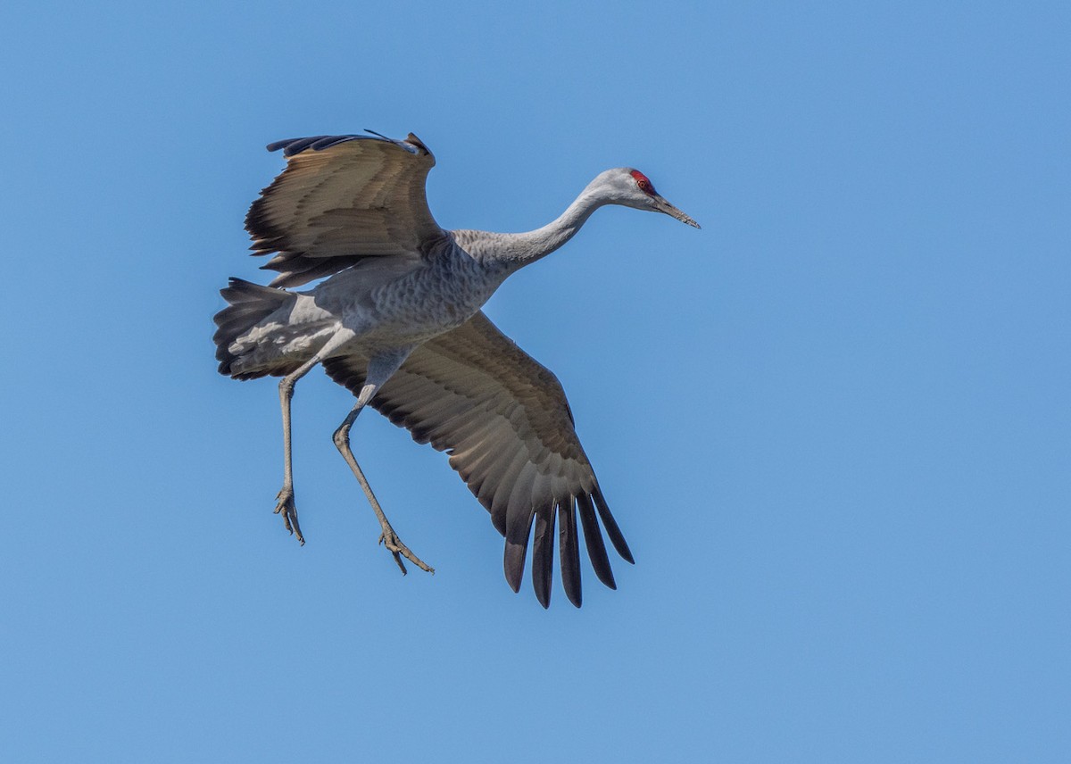 Sandhill Crane - ML546627411