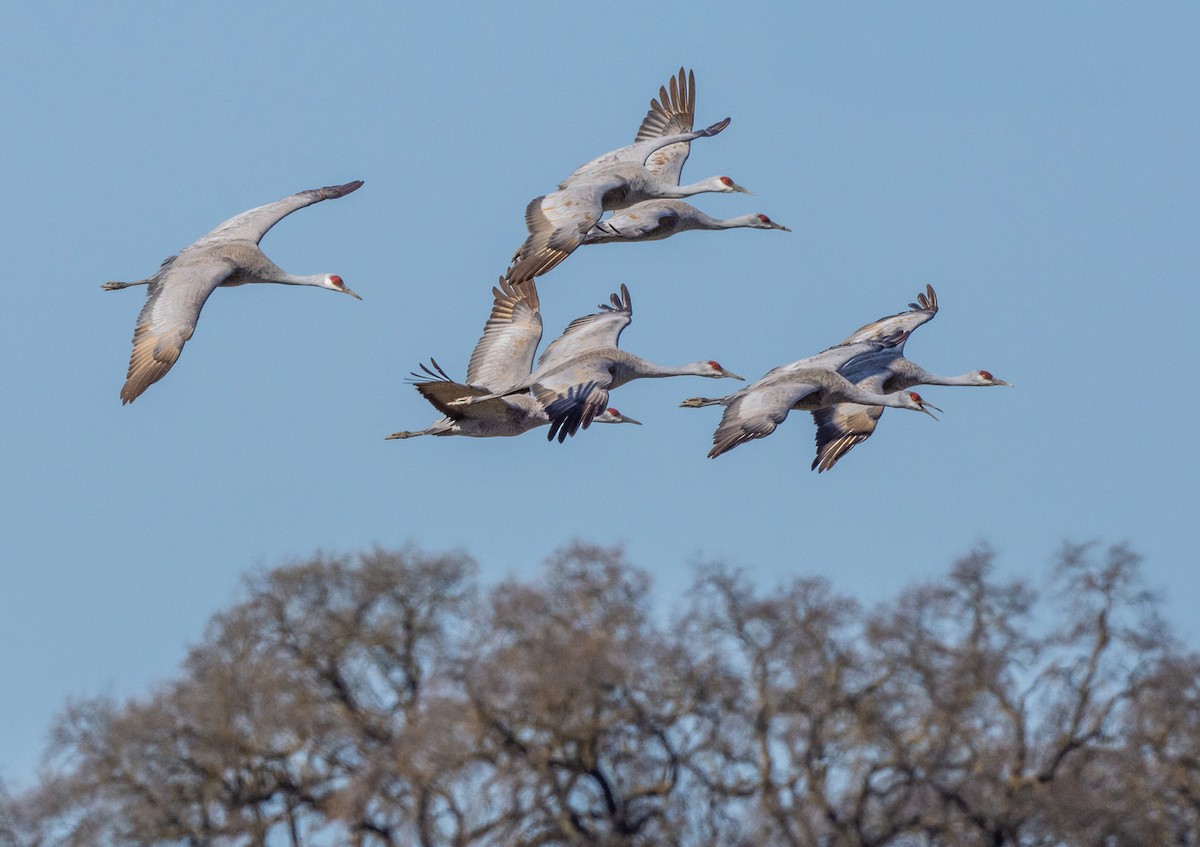 Sandhill Crane - ML546627551