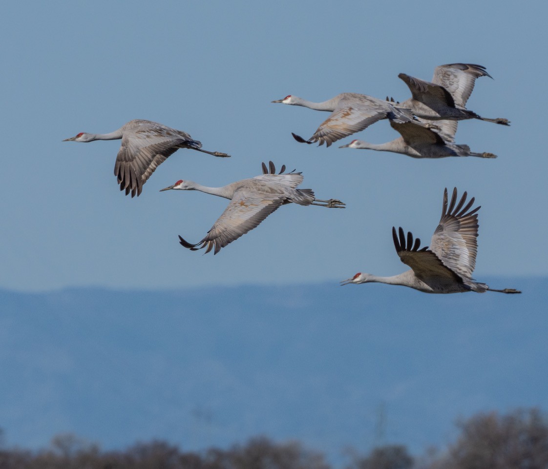 Sandhill Crane - Chris Dunford