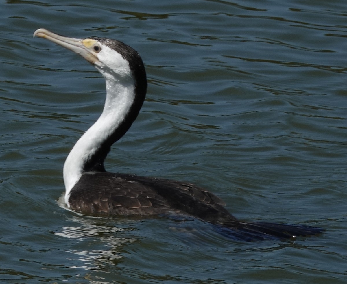 Pied Cormorant - Alan Coates