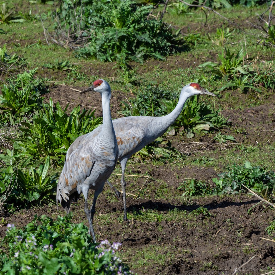 Sandhill Crane - Chris Dunford