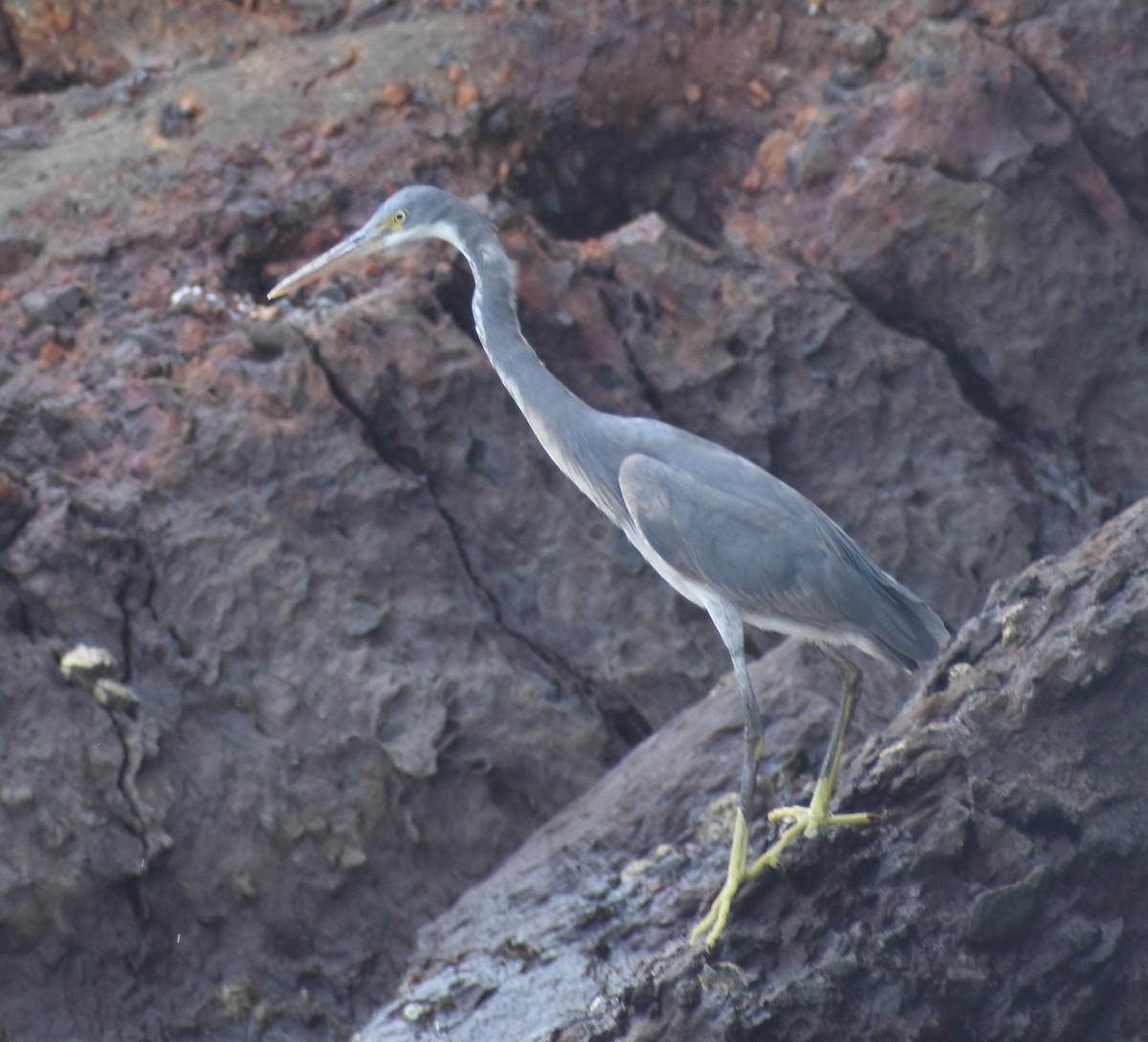 Western Reef-Heron - ML546628041