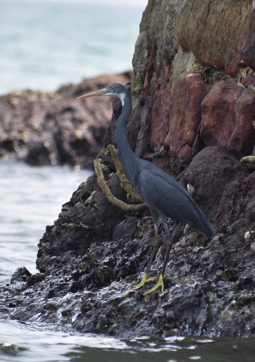 Western Reef-Heron - ML546628061