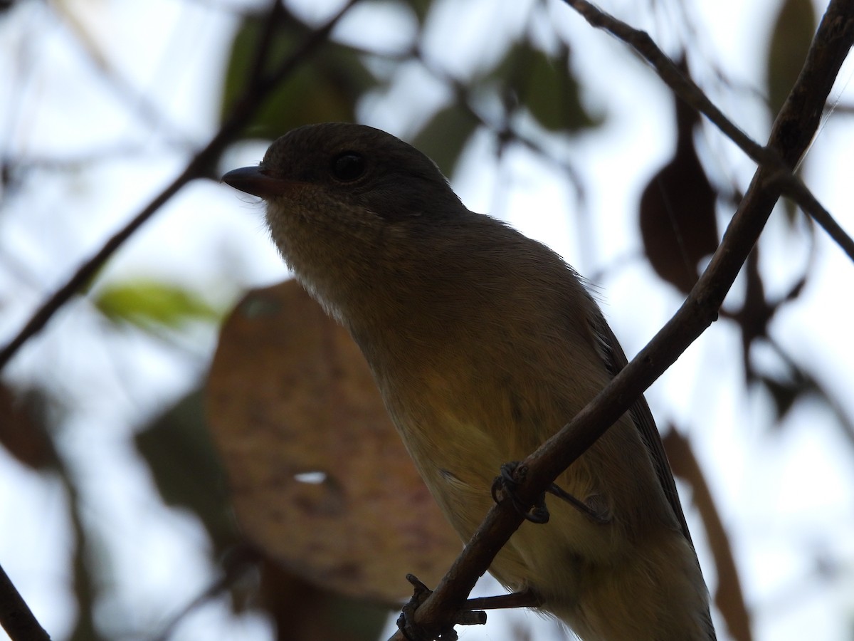 Golden Whistler (Eastern) - ML546629981