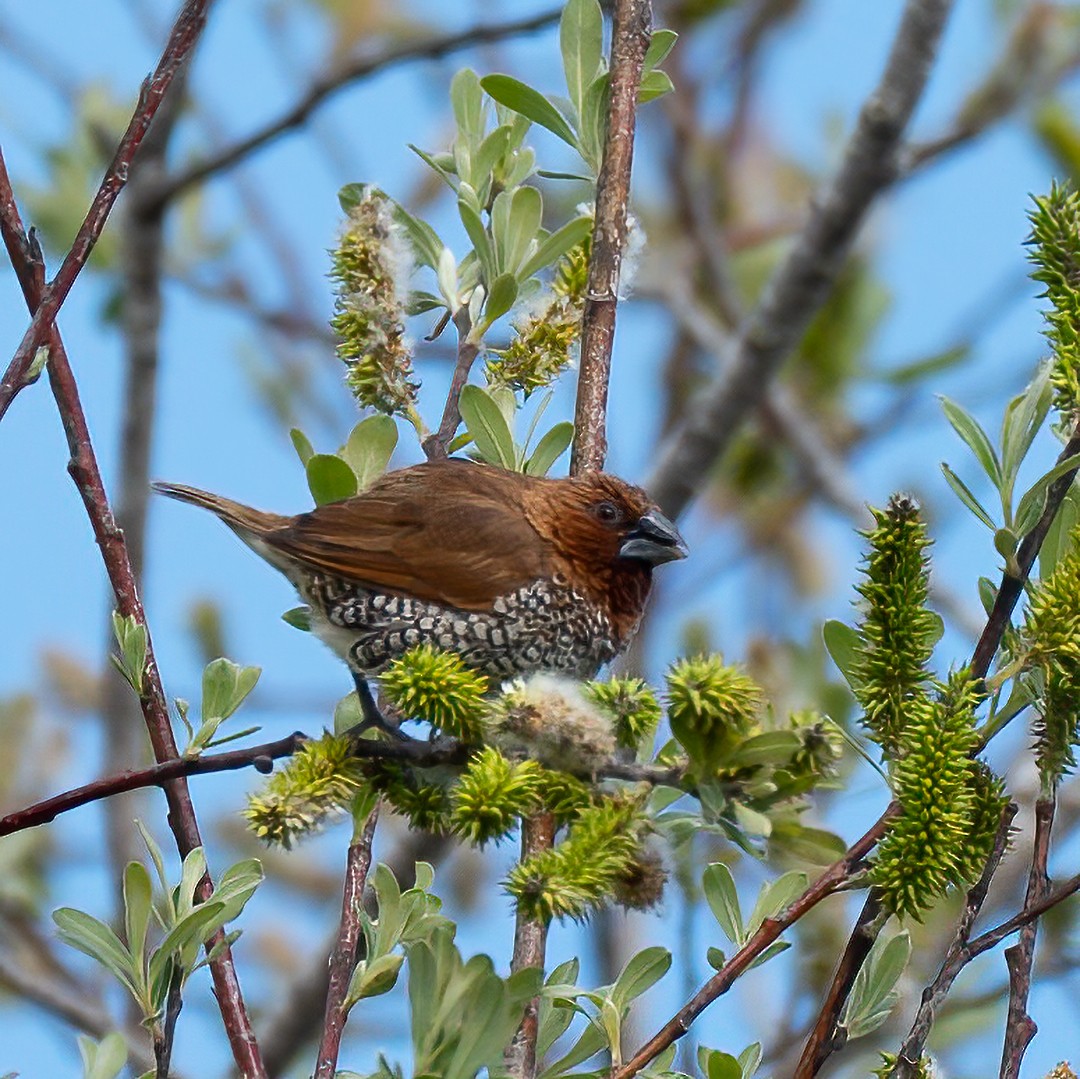 Чешуйчатая муния - ML546631071