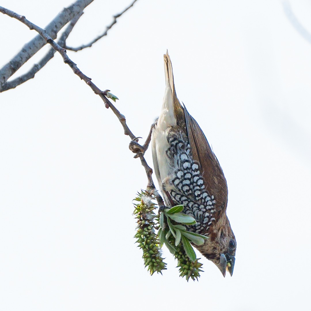 Чешуйчатая муния - ML546631081